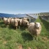 Conergy suministrará y planificará la construcción de dos parques solares de 2 MW para la compañía eléctrica alemana SWT StadtwerkeTrier