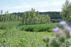 KWB abrió «El jardín de la energía» más grande de Europa KWB abrió