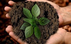 Tecnología y biofertilizantes contribuyen a la agricultura sostenible