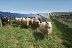 Conergy suministrará y planificará la construcción de dos parques solares de 2 MW para la compañía eléctrica alemana SWT StadtwerkeTrier