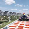 Solución fotovoltaica inteligente: infusión de vida en un paisaje desértico